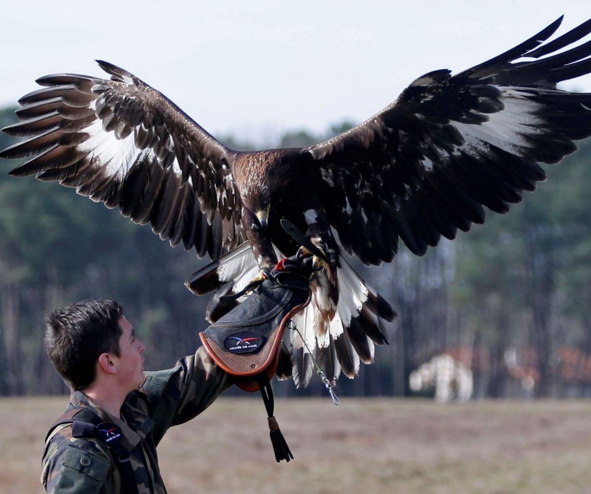 El particular entrenamiento del Ejército francés con un águila | Nuevo  Diario Web | Santiago del Estero