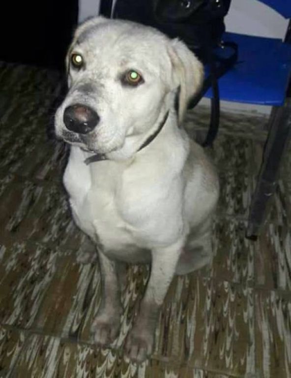 Una familia busca de manera desesperada a su mascota | Nuevo Diario Web