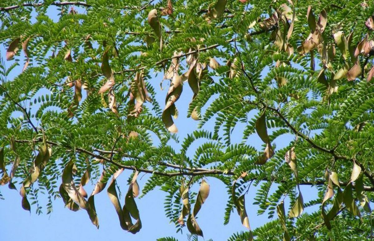 El árbol de algarroba, originario de Santiago, es furor en España | Nuevo  Diario Web | Santiago del Estero