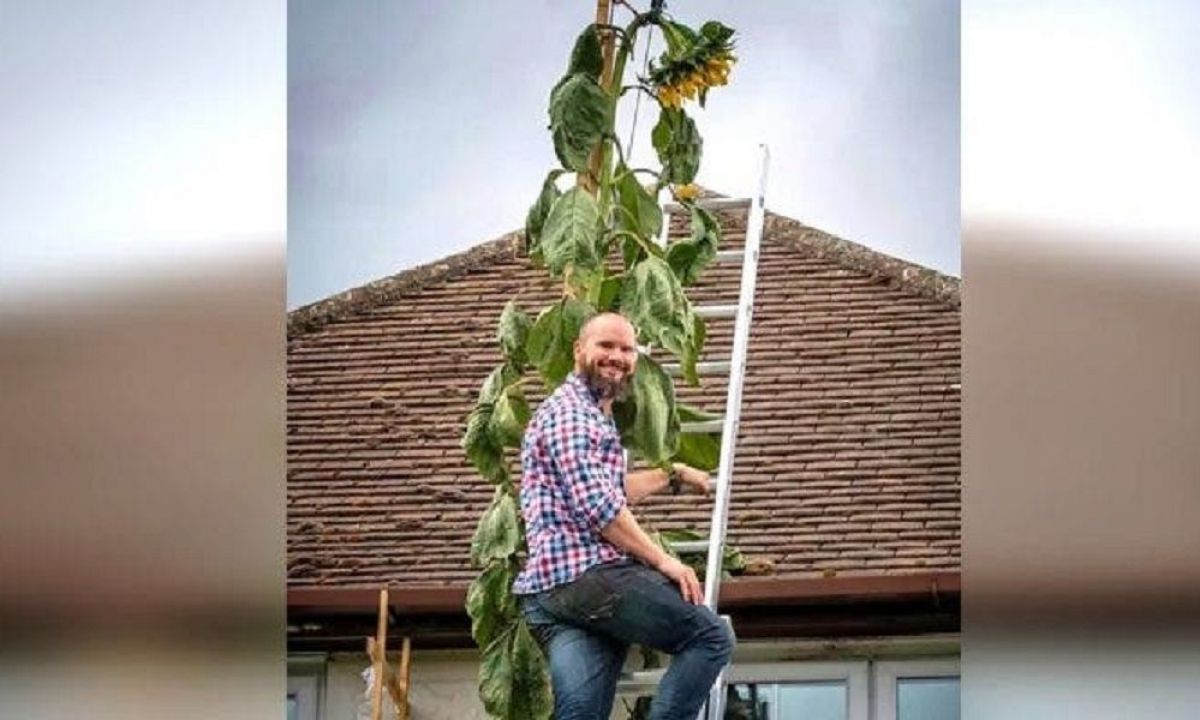 Su hijo le pidió un girasol que fuera más alto que la casa y sembró uno que  creció 6 metros | Nuevo Diario Web | Santiago del Estero