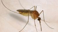 Alarmante: los casos de dengue crecieron un 252% en una semana