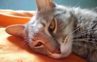 Chaco: un policía le salvó la vida a una gatita que se cayó desde un edificio realizando RCP (Video)