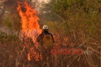 Videos y fotos: incendios mataron animales, quemaron hectáreas y generaron preocupación entre los vecinos